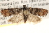  (Retinia sp - CCDB-22973-G10)  @14 [ ] CreativeCommons - Attribution (2014) CBG Photography Group Centre for Biodiversity Genomics