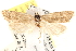  ( - CCDB-22973-G11)  @12 [ ] CreativeCommons - Attribution (2014) CBG Photography Group Centre for Biodiversity Genomics