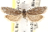  ( - CCDB-22973-H01)  @11 [ ] CreativeCommons - Attribution (2014) CBG Photography Group Centre for Biodiversity Genomics