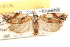  ( - CCDB-22973-H02)  @14 [ ] CreativeCommons - Attribution (2014) CBG Photography Group Centre for Biodiversity Genomics
