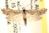  (Eucosma influana - CCDB-22973-H06)  @14 [ ] CreativeCommons - Attribution (2014) CBG Photography Group Centre for Biodiversity Genomics