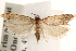  (Eucosma fertoriana - CCDB-22974-A01)  @14 [ ] CreativeCommons - Attribution (2014) CBG Photography Group Centre for Biodiversity Genomics