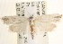  (Pelochrista lathami - CCDB-22974-A04)  @14 [ ] CreativeCommons - Attribution (2014) CBG Photography Group Centre for Biodiversity Genomics
