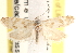  (Pelochrista ophionana - CCDB-22974-A06)  @14 [ ] CreativeCommons - Attribution (2014) CBG Photography Group Centre for Biodiversity Genomics