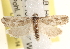  ( - CCDB-22974-A07)  @14 [ ] CreativeCommons - Attribution (2014) CBG Photography Group Centre for Biodiversity Genomics