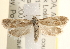  ( - CCDB-22974-A08)  @14 [ ] CreativeCommons - Attribution (2014) CBG Photography Group Centre for Biodiversity Genomics