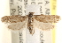  ( - CCDB-22974-A09)  @14 [ ] CreativeCommons - Attribution (2014) CBG Photography Group Centre for Biodiversity Genomics