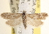  (Pelochrista popana - CCDB-22974-A10)  @15 [ ] CreativeCommons - Attribution (2014) CBG Photography Group Centre for Biodiversity Genomics