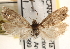  ( - CCDB-22974-B01)  @12 [ ] CreativeCommons - Attribution (2014) CBG Photography Group Centre for Biodiversity Genomics