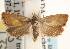  ( - CCDB-22974-B03)  @11 [ ] CreativeCommons - Attribution (2014) CBG Photography Group Centre for Biodiversity Genomics