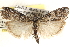  ( - CCDB-22974-E01)  @13 [ ] CreativeCommons - Attribution (2014) CBG Photography Group Centre for Biodiversity Genomics