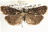  ( - CCDB-22974-E06)  @13 [ ] CreativeCommons - Attribution (2014) CBG Photography Group Centre for Biodiversity Genomics