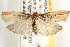  ( - CCDB-22974-F03)  @14 [ ] CreativeCommons - Attribution (2014) CBG Photography Group Centre for Biodiversity Genomics