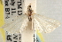  ( - CCDB-22974-F11)  @11 [ ] CreativeCommons - Attribution (2014) CBG Photography Group Centre for Biodiversity Genomics