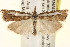  ( - CCDB-22974-H02)  @13 [ ] CreativeCommons - Attribution (2014) CBG Photography Group Centre for Biodiversity Genomics
