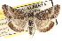  ( - CCDB-22975-A08)  @14 [ ] CreativeCommons - Attribution (2014) CBG Photography Group Centre for Biodiversity Genomics