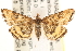  ( - CCDB-22975-B01)  @13 [ ] CreativeCommons - Attribution (2014) CBG Photography Group Centre for Biodiversity Genomics