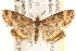  ( - CCDB-22975-B02)  @11 [ ] CreativeCommons - Attribution (2014) CBG Photography Group Centre for Biodiversity Genomics
