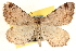 ( - CCDB-22975-C01)  @15 [ ] CreativeCommons - Attribution (2014) CBG Photography Group Centre for Biodiversity Genomics