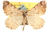  ( - CCDB-22975-C03)  @15 [ ] CreativeCommons - Attribution (2014) CBG Photography Group Centre for Biodiversity Genomics