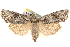  (Lithophane baileyi - CCDB-22975-D07)  @15 [ ] CreativeCommons - Attribution (2014) CBG Photography Group Centre for Biodiversity Genomics