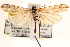  (Pseudoschoenobius - CCDB-22975-E05)  @13 [ ] CreativeCommons - Attribution (2014) CBG Photography Group Centre for Biodiversity Genomics