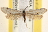  ( - CCDB-22975-G03)  @14 [ ] CreativeCommons - Attribution (2014) CBG Photography Group Centre for Biodiversity Genomics