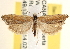  ( - CCDB-22975-G10)  @13 [ ] CreativeCommons - Attribution (2014) CBG Photography Group Centre for Biodiversity Genomics