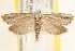  (Pelochrista morrisoni - CCDB-22975-H06)  @14 [ ] CreativeCommons - Attribution (2014) CBG Photography Group Centre for Biodiversity Genomics