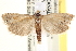  (Pelochrista watertonana - CCDB-22976-A09)  @15 [ ] CreativeCommons - Attribution (2014) CBG Photography Group Centre for Biodiversity Genomics