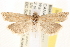  ( - CCDB-22976-A12)  @13 [ ] CreativeCommons - Attribution (2014) CBG Photography Group Centre for Biodiversity Genomics