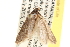  ( - CCDB-22976-C05)  @12 [ ] CreativeCommons - Attribution (2014) CBG Photography Group Centre for Biodiversity Genomics
