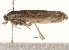  ( - CCDB-22977-H07)  @13 [ ] CreativeCommons - Attribution (2014) CBG Photography Group Centre for Biodiversity Genomics
