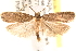  (Glyphidocera hurlberti - CCDB-22978-C03)  @15 [ ] CreativeCommons - Attribution (2014) CBG Photography Group Centre for Biodiversity Genomics