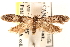  ( - CCDB-22978-C05)  @13 [ ] CreativeCommons - Attribution (2014) CBG Photography Group Centre for Biodiversity Genomics