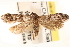  ( - CCDB-22978-C06)  @11 [ ] CreativeCommons - Attribution (2014) CBG Photography Group Centre for Biodiversity Genomics