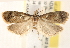  ( - CCDB-22978-F05)  @12 [ ] CreativeCommons - Attribution (2014) CBG Photography Group Centre for Biodiversity Genomics