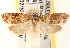  ( - CCDB-22978-G09)  @11 [ ] CreativeCommons - Attribution (2014) CBG Photography Group Centre for Biodiversity Genomics
