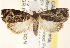  ( - CCDB-22978-H02)  @13 [ ] CreativeCommons - Attribution (2014) CBG Photography Group Centre for Biodiversity Genomics