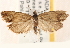  ( - CCDB-22978-H09)  @14 [ ] CreativeCommons - Attribution (2014) CBG Photography Group Centre for Biodiversity Genomics