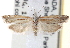  (Eucosma indagatricana - CCDB-22979-A03)  @15 [ ] CreativeCommons - Attribution (2014) CBG Photography Group Centre for Biodiversity Genomics
