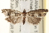 ( - CCDB-22979-A06)  @14 [ ] CreativeCommons - Attribution (2014) CBG Photography Group Centre for Biodiversity Genomics
