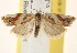  ( - CCDB-22979-A10)  @14 [ ] CreativeCommons - Attribution (2014) CBG Photography Group Centre for Biodiversity Genomics
