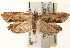  ( - CCDB-22979-A11)  @11 [ ] CreativeCommons - Attribution (2014) CBG Photography Group Centre for Biodiversity Genomics
