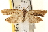  ( - CCDB-22979-A12)  @11 [ ] CreativeCommons - Attribution (2014) CBG Photography Group Centre for Biodiversity Genomics