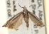  ( - CCDB-22979-B04)  @12 [ ] CreativeCommons - Attribution (2014) CBG Photography Group Centre for Biodiversity Genomics