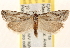  (Pelochrista serpentana - CCDB-22979-D08)  @14 [ ] CreativeCommons - Attribution (2014) CBG Photography Group Centre for Biodiversity Genomics