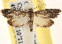  ( - CCDB-22979-E06)  @11 [ ] CreativeCommons - Attribution (2014) CBG Photography Group Centre for Biodiversity Genomics