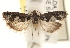  ( - CCDB-22979-F02)  @12 [ ] CreativeCommons - Attribution (2014) CBG Photography Group Centre for Biodiversity Genomics