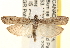  ( - CCDB-22979-F10)  @14 [ ] CreativeCommons - Attribution (2014) CBG Photography Group Centre for Biodiversity Genomics